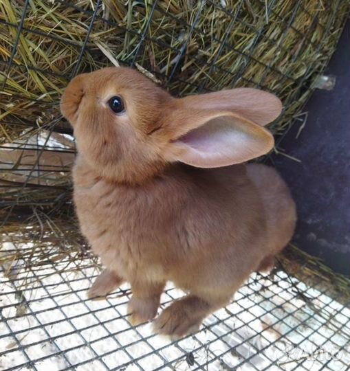 Кролики нзк и Калифорнийские