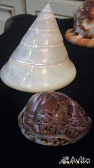 Ракушки редкие