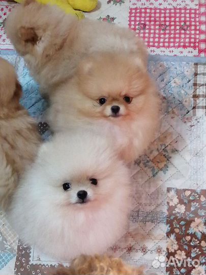 Померанчики