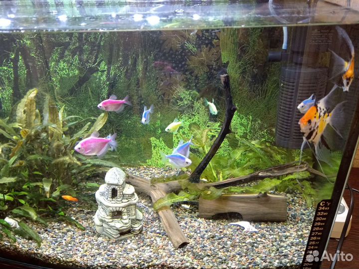 Аквариум