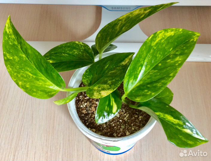 Сциндапсус