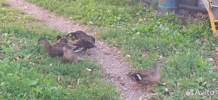 Подсадные утки