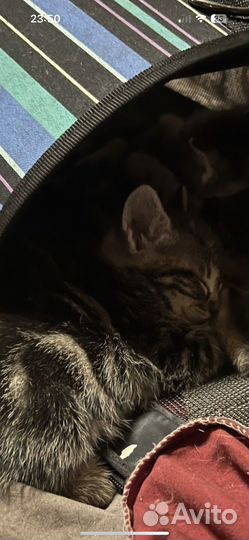 Котятки в самые добрые руки