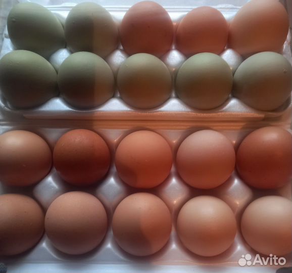 Яйцо домашних кур