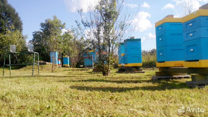 Продажа пчёл, Пчелопакеты бакфаст 2024, Отводки