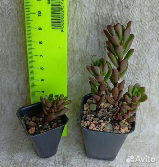 Суккуленты седумы и другие