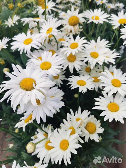 Ромашка садовая. Нивянник