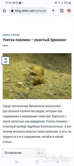 Гуппи Эндера, гуппи