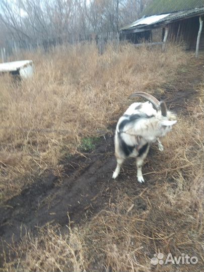 Продается козел