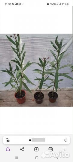 Олеандр розовый