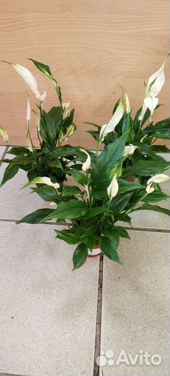 Спатифиллум