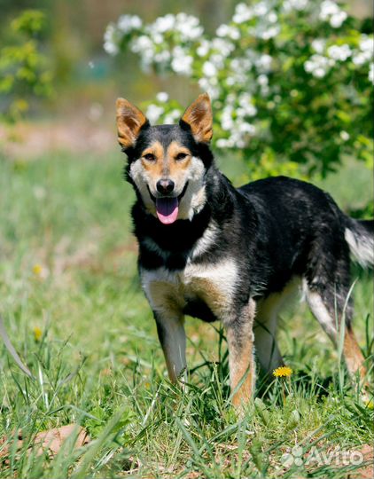 Собака в добрые и ответственные руки