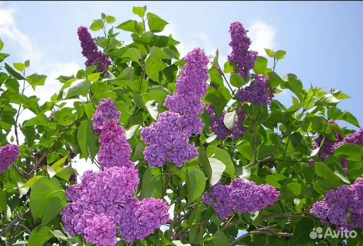 Кусты сирени самовывоз