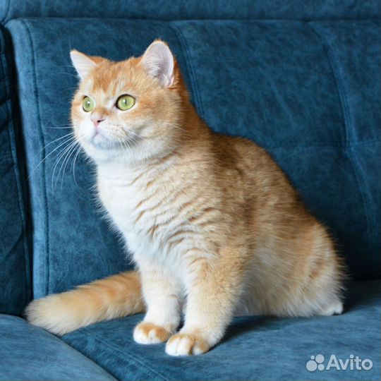 Золотые производители ny12 ay12