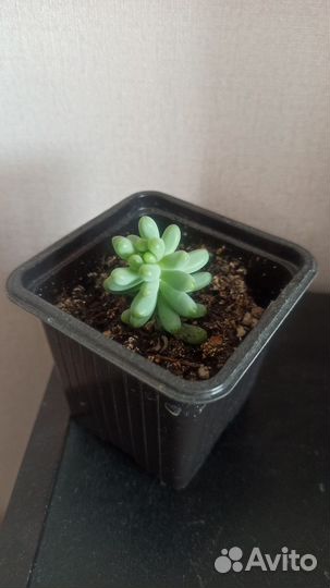 Суккуленты