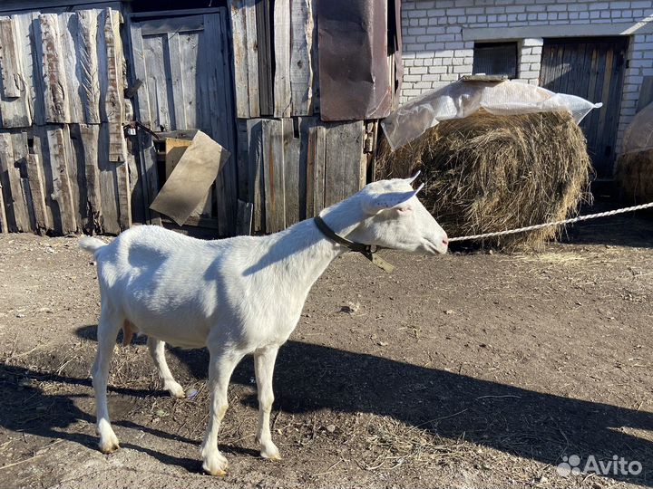 Коза