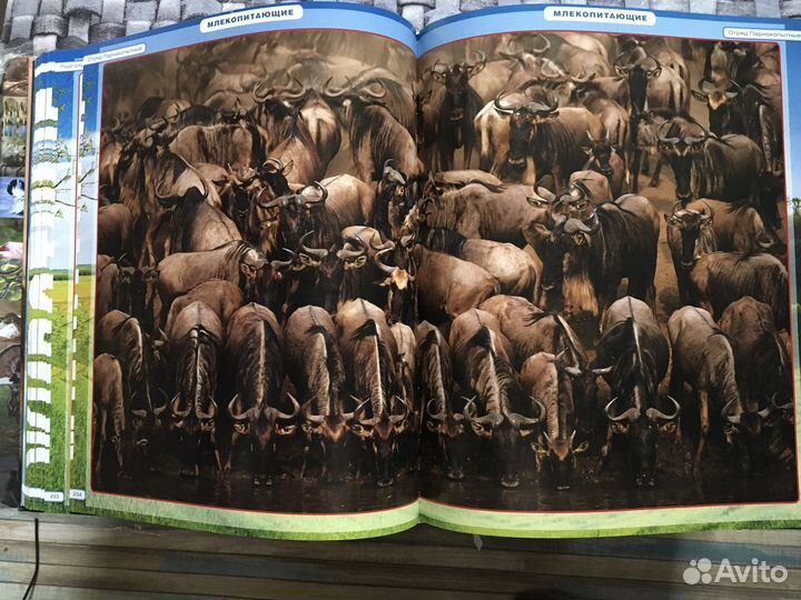 Энциклопедия животных Роосса