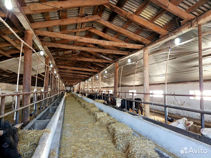 Животноводческий комплекс Ферма