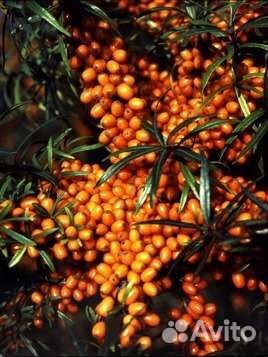 Облепиха саженцы