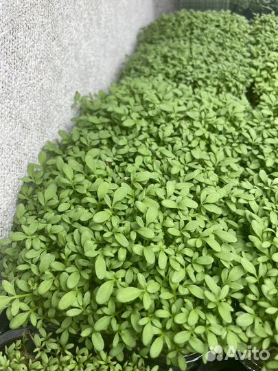 Микрозелень