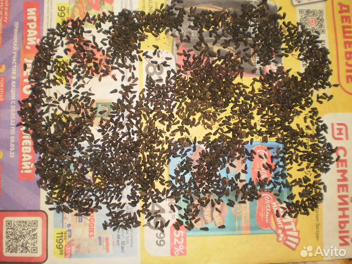 Квамоклит семена