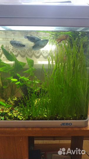 Продажа аквариума Jebo