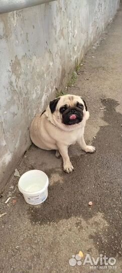 Найдена собака Мопс