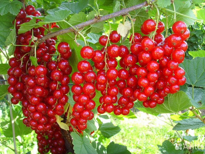 Смородина цветная