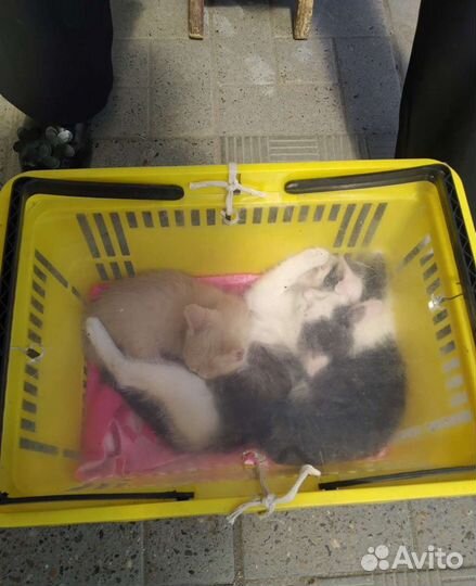 Котята