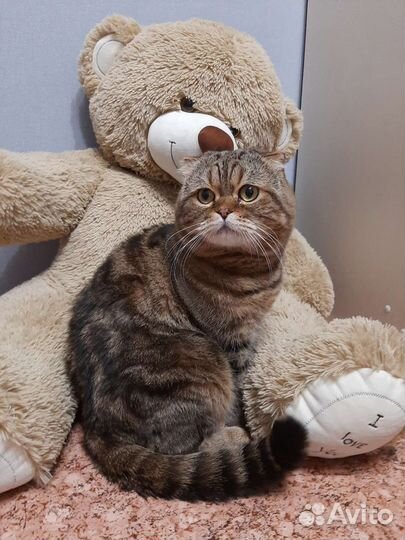 Вязка кота Шотландский Вислоухий