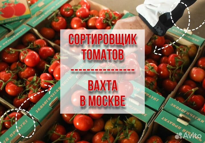 Сортировщик томатов вахта в Москве