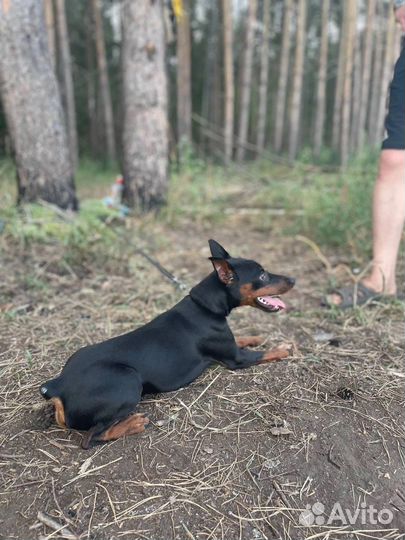 Цвергпинчер вязка