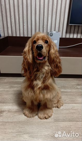 Вязка английский кокер спаниель