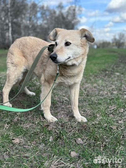 Спаси собаку из приюта