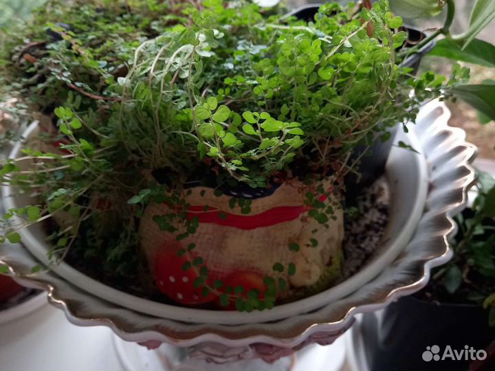 Солейролия