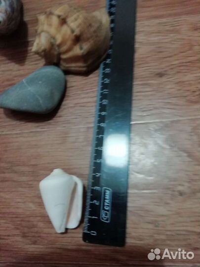 Ракушки для аквариума