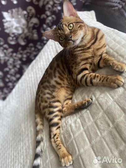 Бенгальский кот вязка