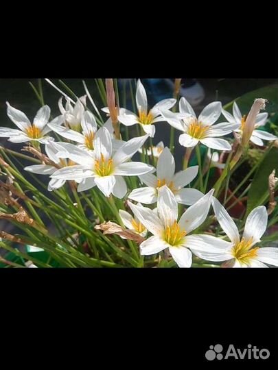 Зефирантес выскочка, камниломка