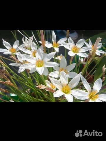 Зефирантес выскочка, камниломка