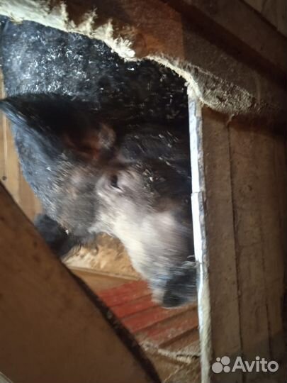 Хряк венгерской мангалицы