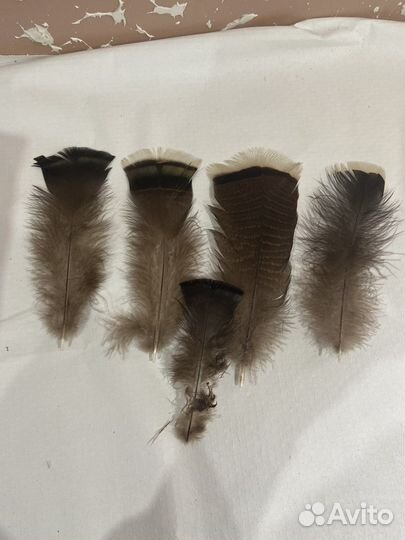 Перья ястреба
