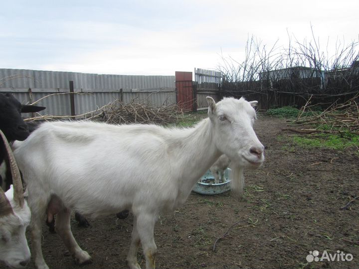 Козлик ламанча