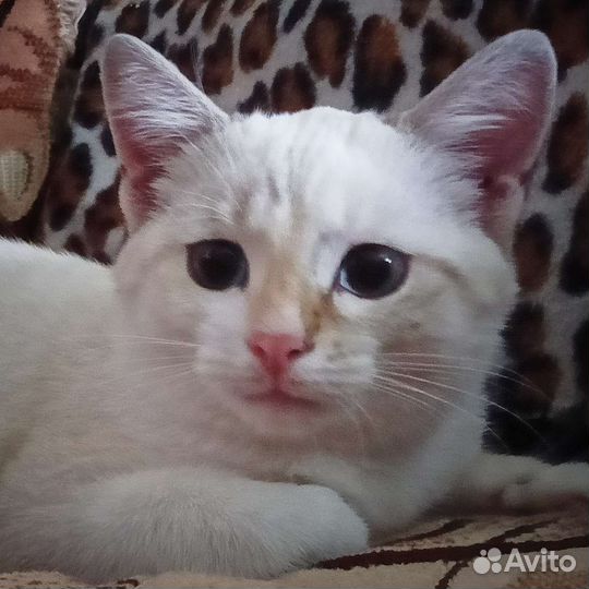 Котенок. Девочка