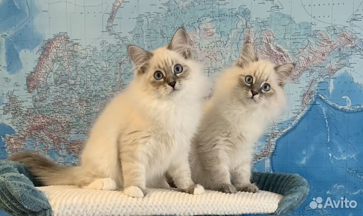 Котята Невские Маскарадные