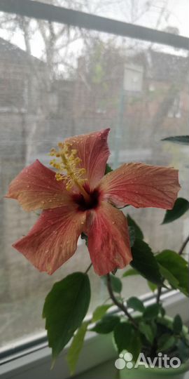 Комнатные цветы гибискус