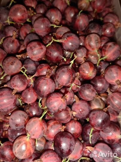 Крыжовник сладкий в наличии 10 литров