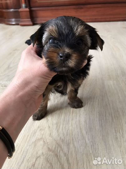 Йоркширский терьер мини девочка