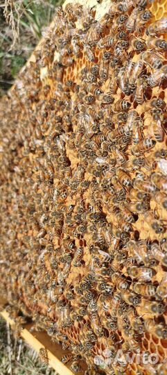 Пчелосемьи бакфаст