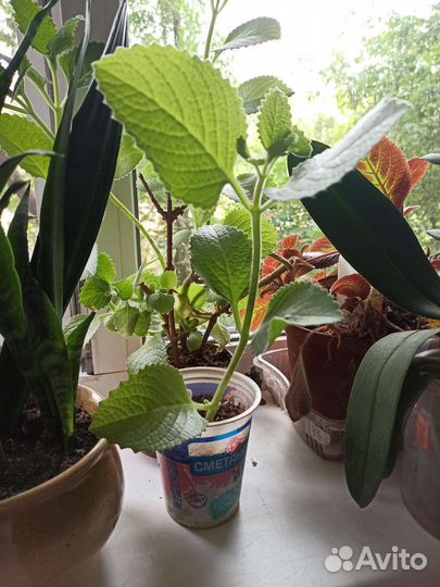 Комнатные цветы