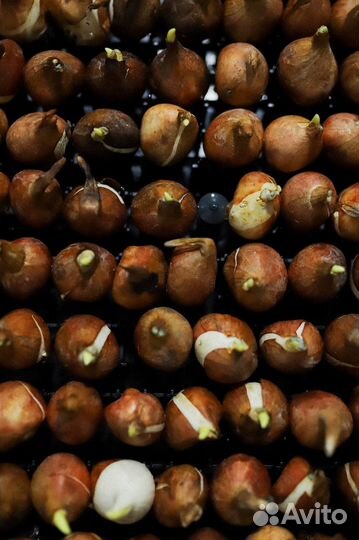 Луковицы тюльпанов оптом